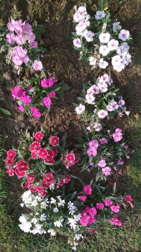 27901877_10213831410912798_1129174077_o