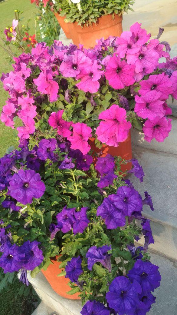 27902240_10213831415912923_1209765612_o