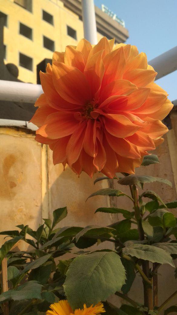 27946249_10213831413072852_646583770_o