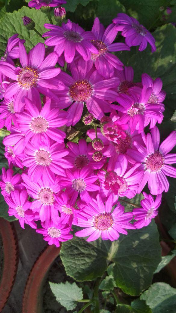 27946394_10213831408432736_2107783892_o