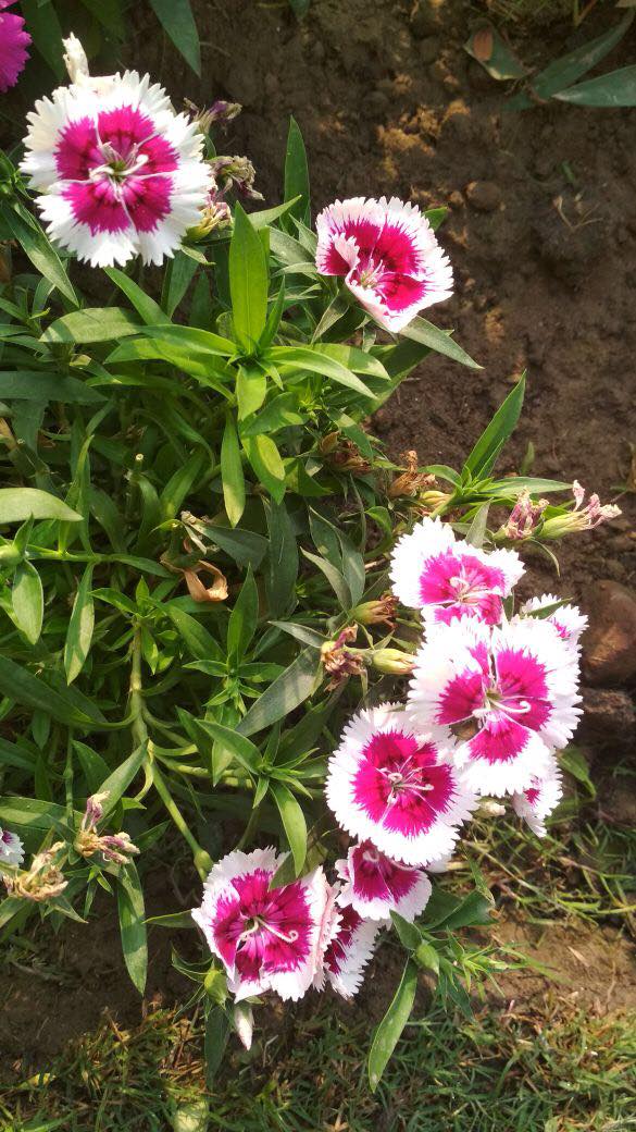 27946737_10213831412112828_565469868_o