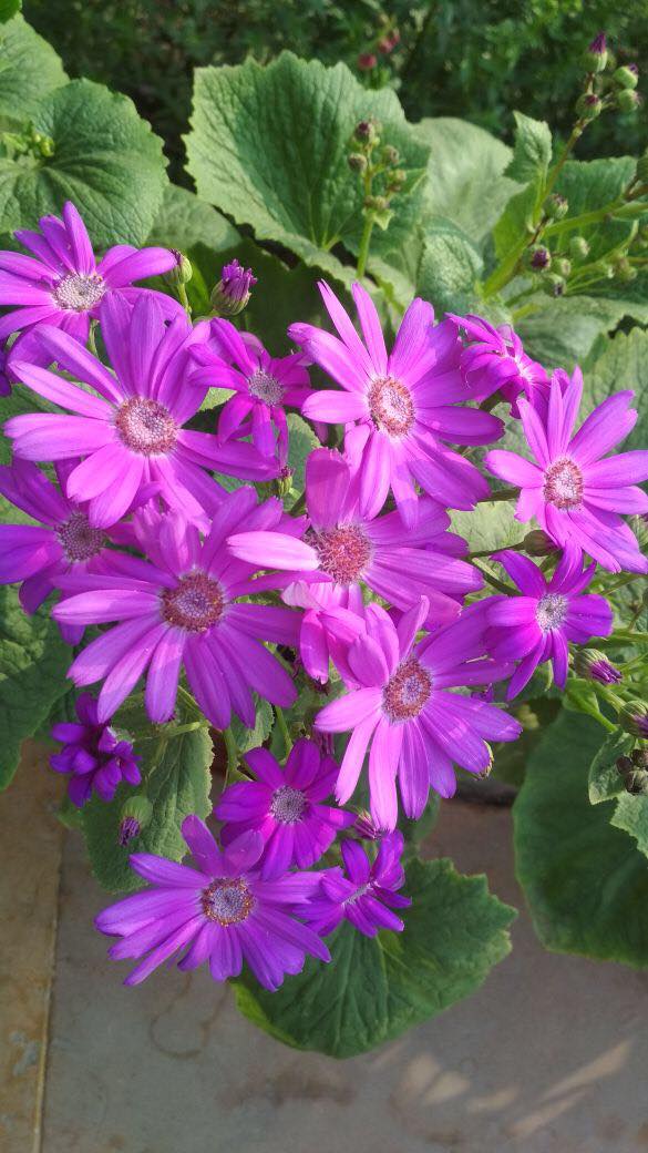 27946797_10213831408872747_127250107_o