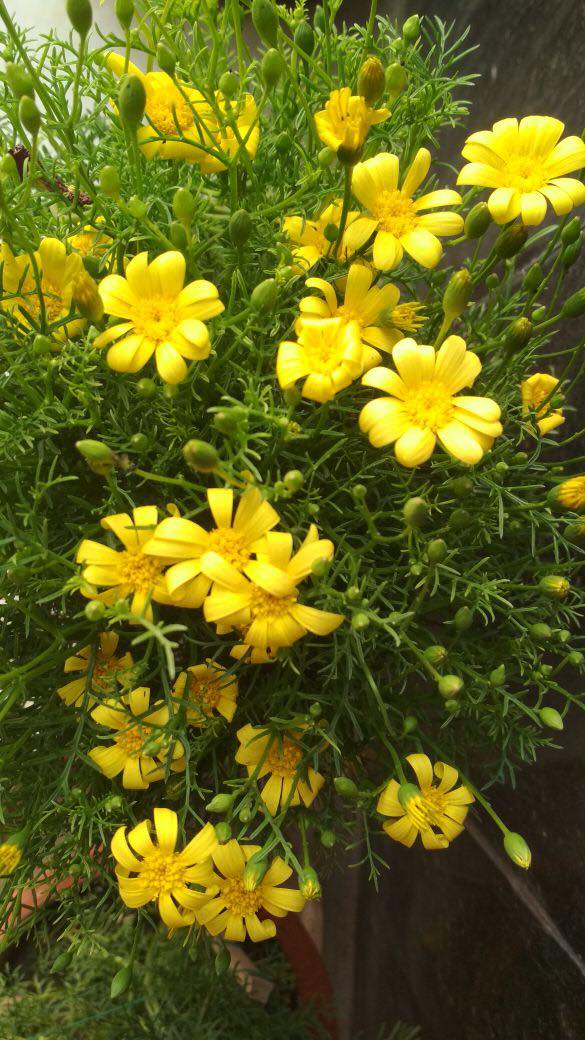 27950786_10213831404432636_1855226557_o