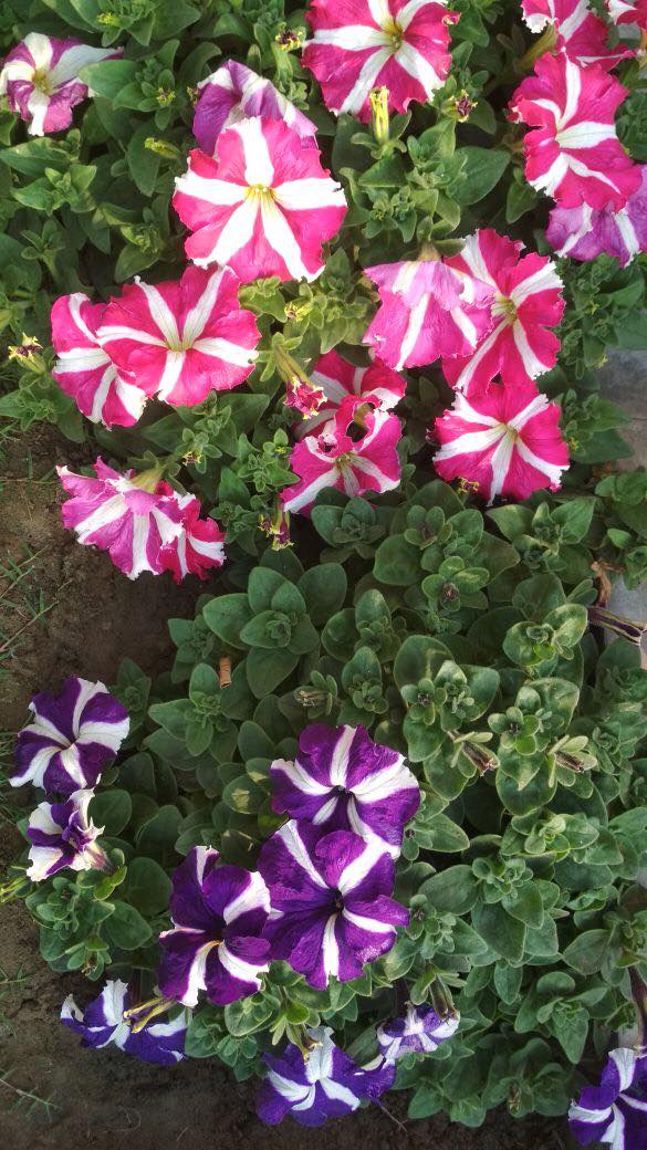 27951535_10213831409392760_106128449_o