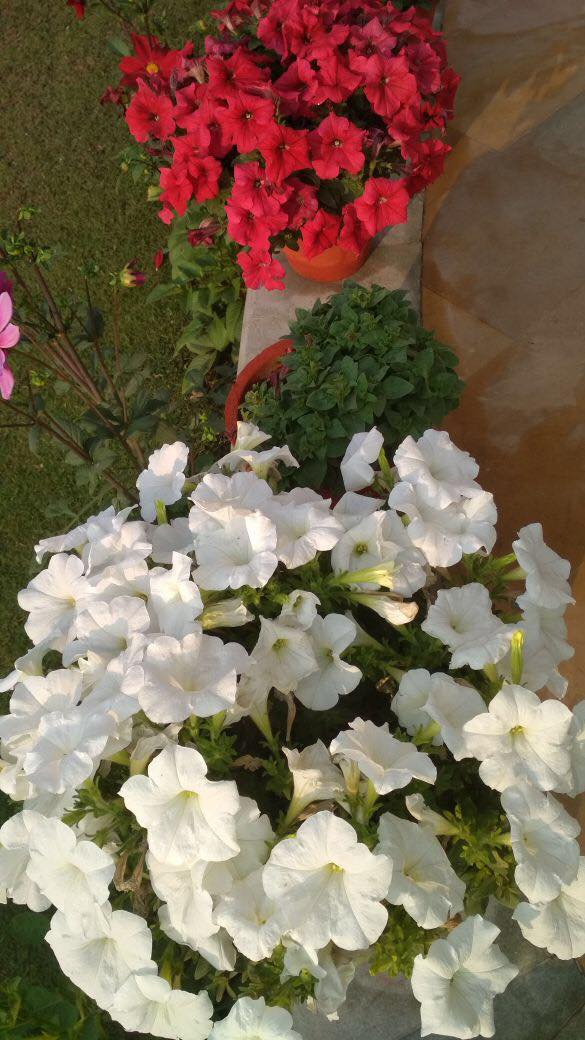 27989871_10213831413672867_935684164_o