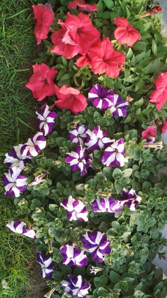 27998997_10213831456633941_254516787_o