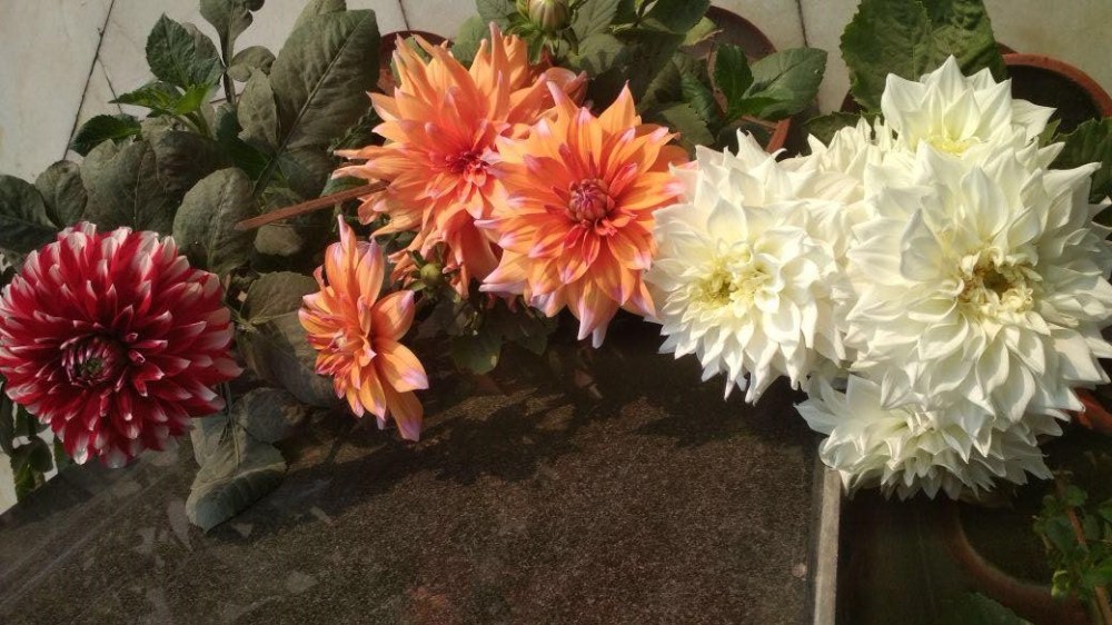 27999385_10213831406192680_839405211_o