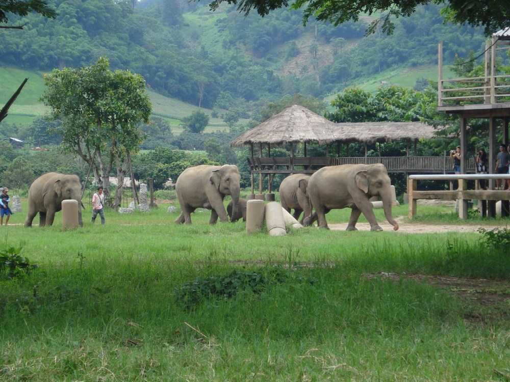 elephants-2088571_1920