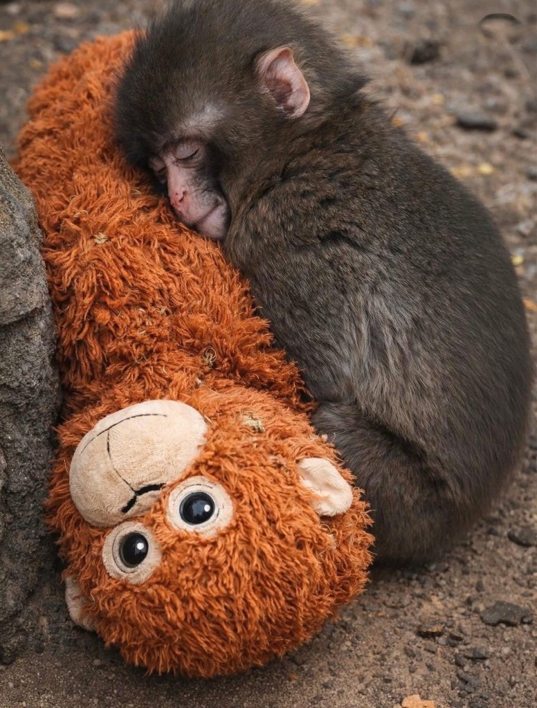 PUNCH THE BABY MONKEY FROM JAPAN